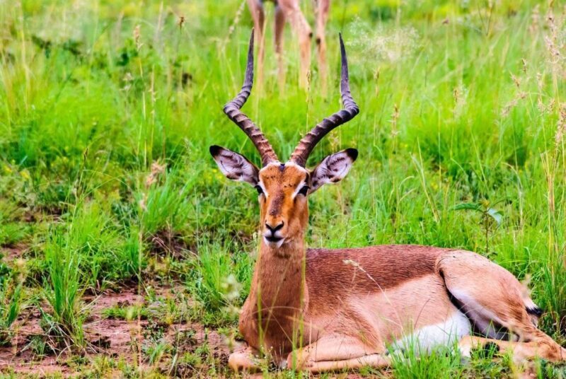 South Africa Joburg: Pilanesberg National Park Day Tour - Key Points