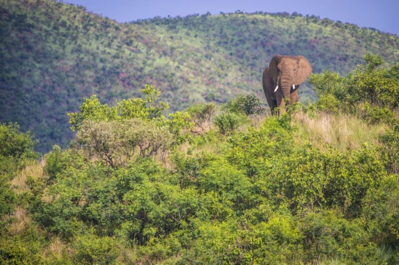 South Africa Joburg: Pilanesberg National Park Day Tour - Who Will Love This Experience?