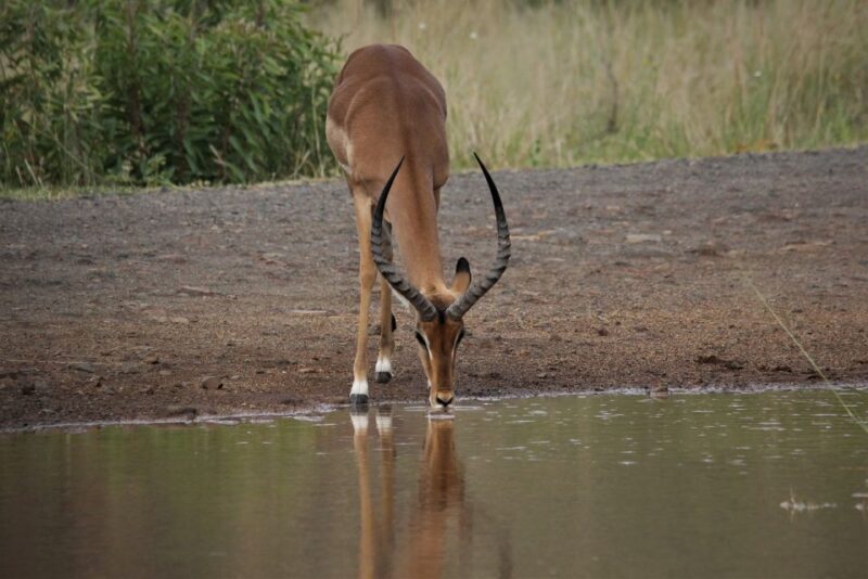 South Africa Joburg: Pilanesberg National Park Day Tour - Final Thoughts