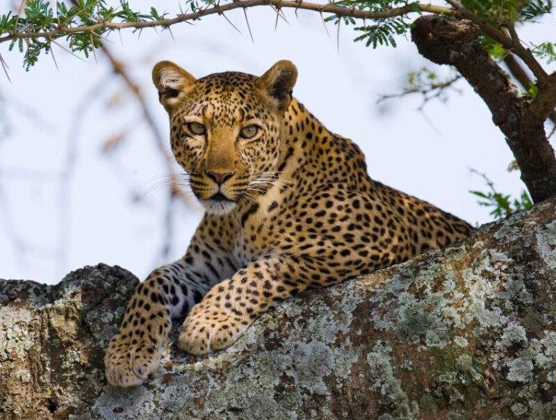 South Africa to Kruger National Park Adventure - A Closer Look at the South Africa to Kruger Tour
