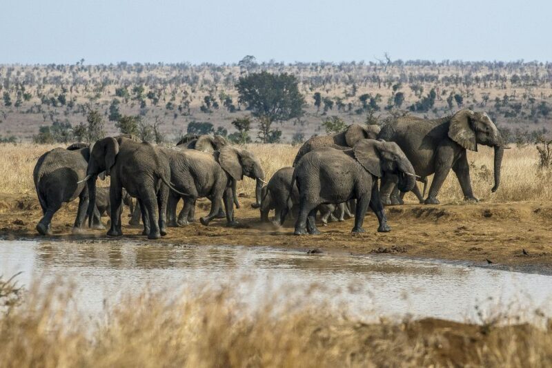 South Africa to Kruger National Park Adventure - What’s Included and What’s Not