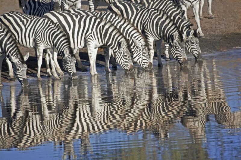 South Africa to Victoria Falls 12 Day Adventure - An In-Depth Look at the Tour Experience  