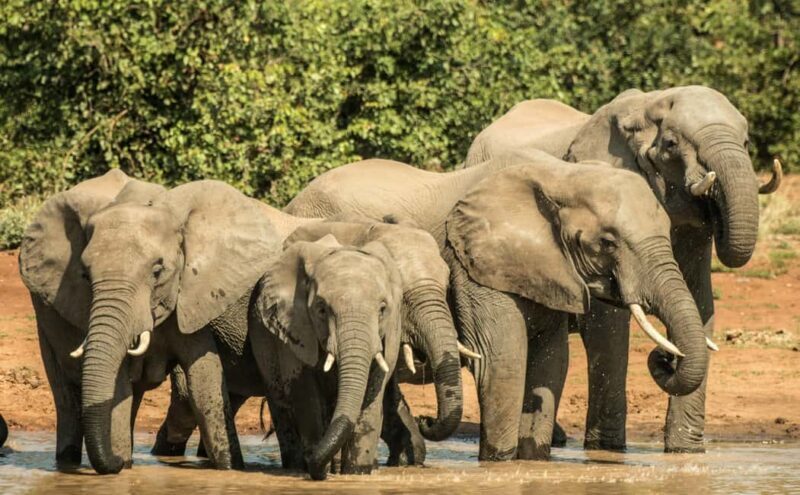 South African Holiday: 4.5-Day Kruger Park, & Joburg Tour - Shopping in Johannesburg
