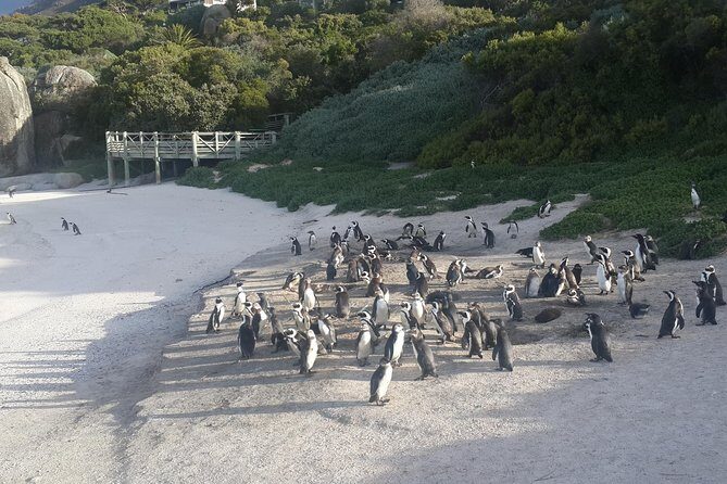 South Africa's Cape Peninsula Tour - Analyzing the Value