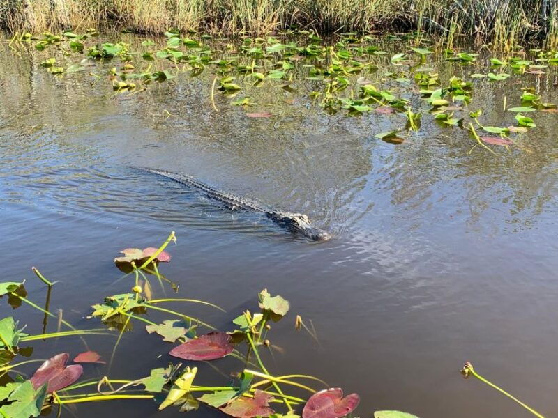 south-beach-everglades-airboat-animal-sanctuary-photo
