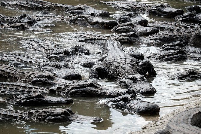 south-beach-everglades-airboat-wildlife-show-with-transfer-2