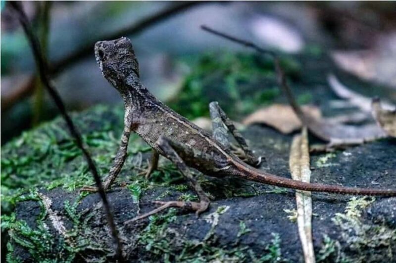 South Coast: Sinharaja Rainforest Walk and Waterfall - Exploring the Tour in Detail