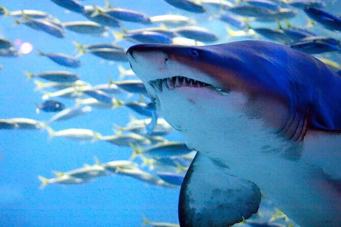 South Korea a Sea Life Busan - Introducing the South Korea Sea Life Busan Tour