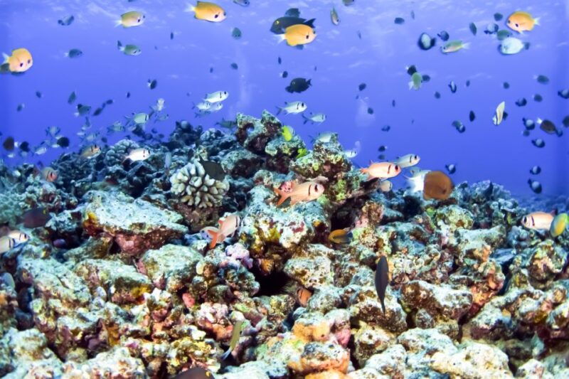 south-maui-eco-friendly-molokini-and-turtle-town-tour