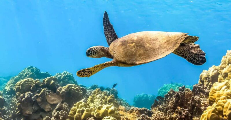 south-maui-eco-friendly-molokini-and-turtle-town-tour