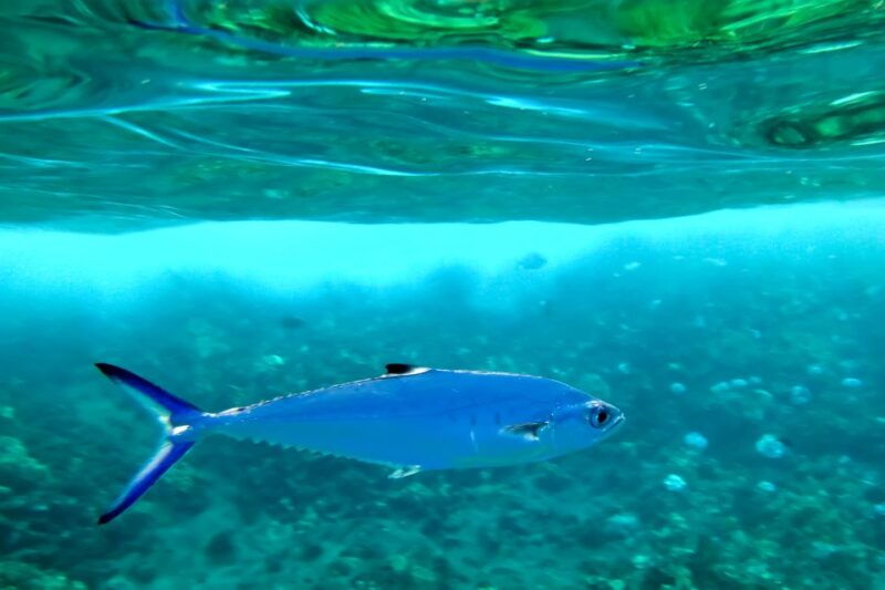 south-maui-eco-friendly-molokini-and-turtle-town-tour