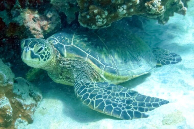 south-maui-eco-friendly-molokini-and-turtle-town-tour