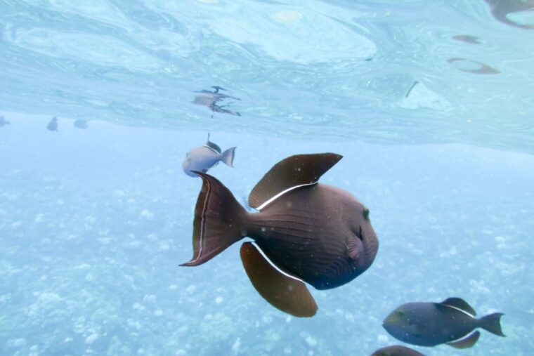 south-maui-eco-friendly-molokini-and-turtle-town-tour