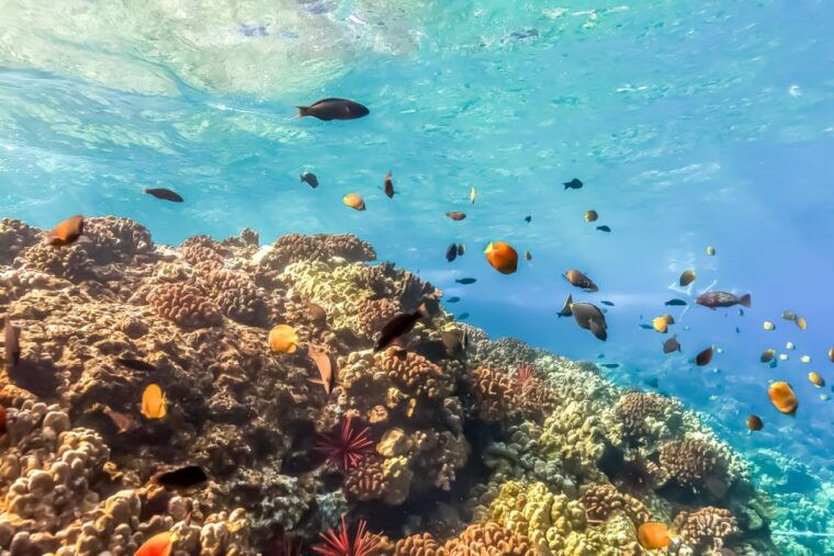 south-maui-eco-friendly-molokini-and-turtle-town-tour