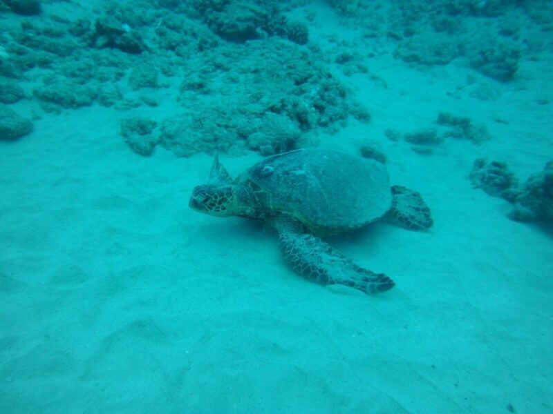 South Maui: Maalaea Guided Luxury Snorkel Cruise - A Closer Look at the Experience