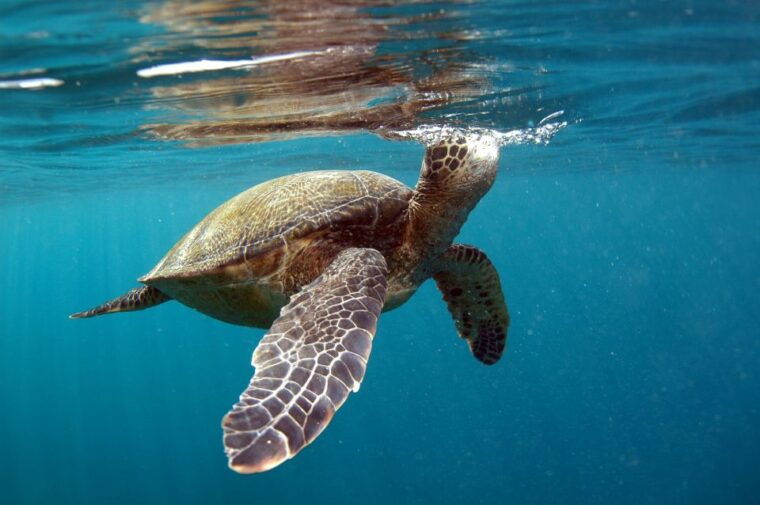 south-maui-makena-bay-stand-up-paddle-tour