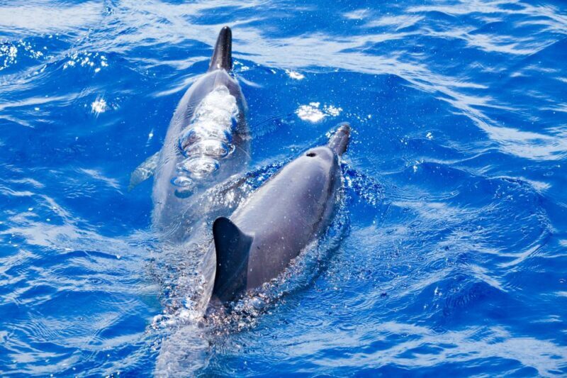 South Maui: Molokini Wild Eco Adventure from Maalaea Harbor - An Authentic, Intimate Approach to Maui’s Best Snorkeling