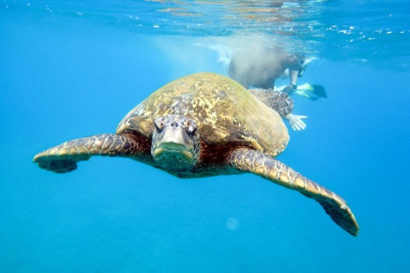South Maui: Molokini Wild Eco Adventure from Maalaea Harbor - Practical Details & Considerations