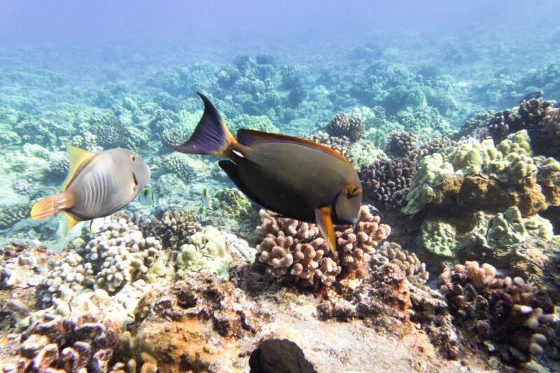 South Maui: Molokini Wild Eco Adventure from Maalaea Harbor - Authentic Marine Encounters and Eco-Conscious Travel