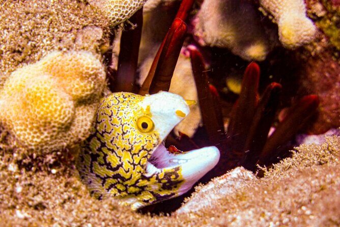 South Maui Shore Dive - The Dive Experience and Marine Life