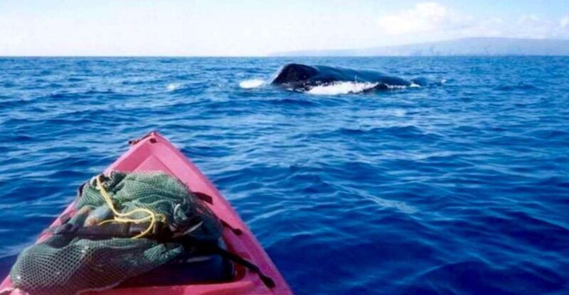 south-maui-whale-watch-kayaking-and-snorkel-tour-in-kihei