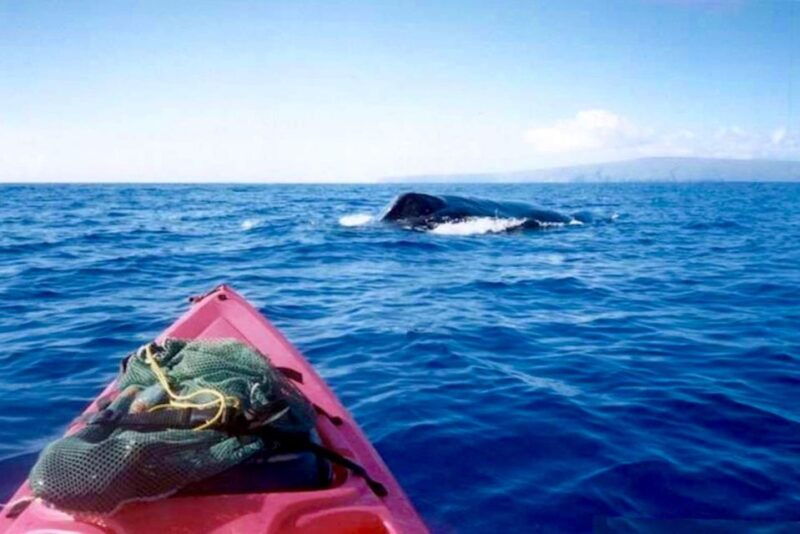 south-maui-whale-watch-kayaking-and-snorkel-tour-in-kihei