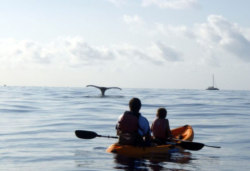 south-maui-whale-watch-kayaking-and-snorkel-tour-in-kihei
