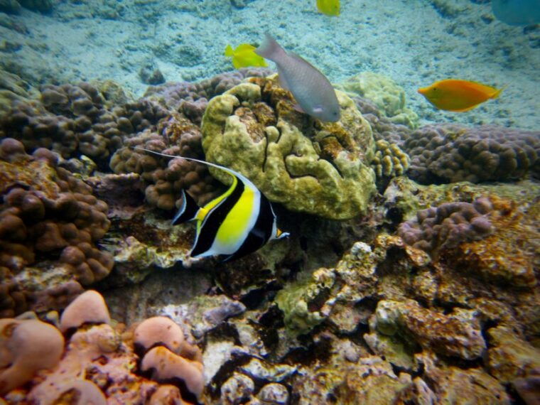 south-maui-whale-watch-kayaking-and-snorkel-tour-in-kihei