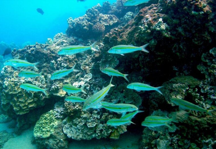 south-maui-whale-watch-kayaking-and-snorkel-tour-in-kihei
