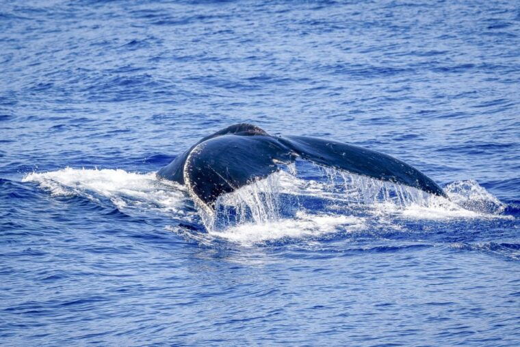 south-maui-whale-watch-kayaking-and-snorkel-tour-in-kihei
