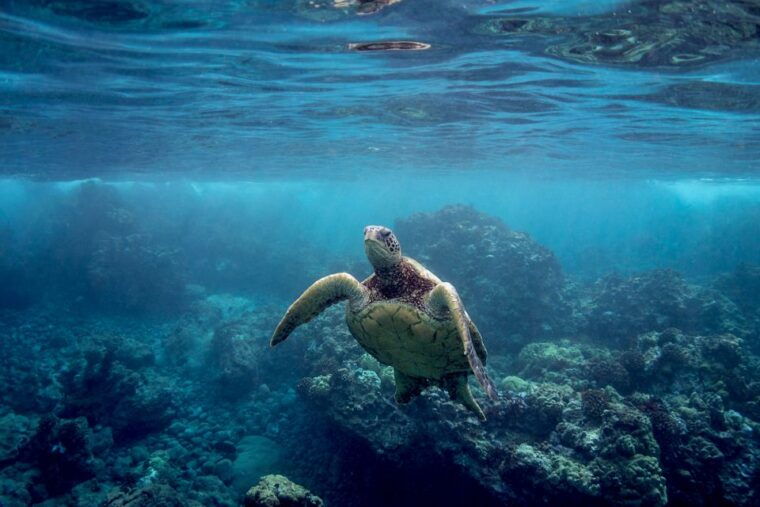 south-maui-whale-watch-kayaking-and-snorkel-tour-in-kihei