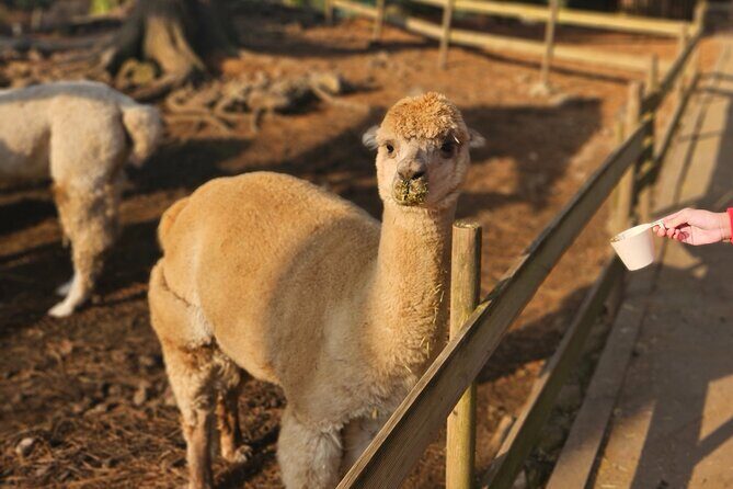 South of Jeju Island Package Tour in Alpaca Land - An In-Depth Review of the South of Jeju Island Package Tour