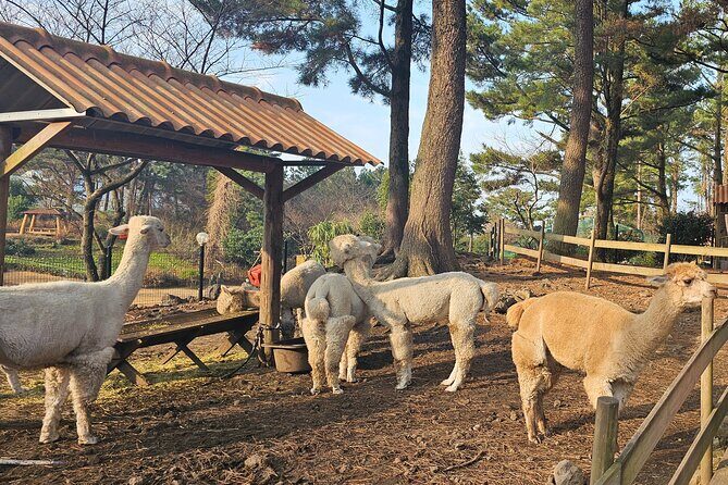 South of Jeju Island Package Tour in Alpaca Land - Detailed Itinerary Breakdown