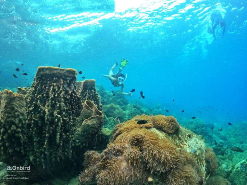 south-phu-quoc-pro-snorkeling-tour-by-speedboat