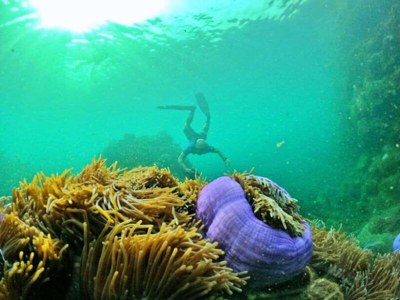 south-phu-quoc-pro-snorkeling-tour-by-speedboat