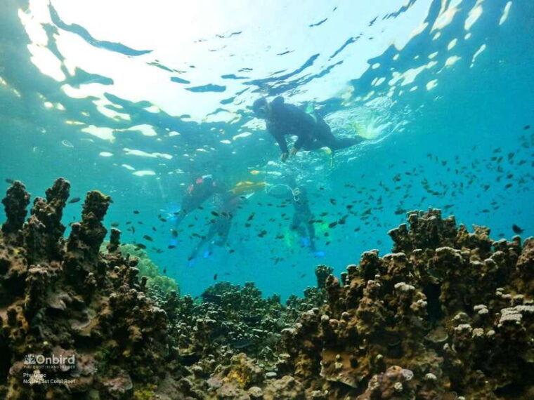 south-phu-quoc-pro-snorkeling-tour-by-speedboat