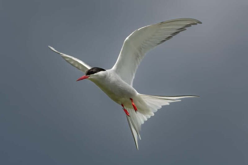 South Queensferry: Birdwatching Cruise with RSPB Guide - Final Thoughts: Is It Worth It?