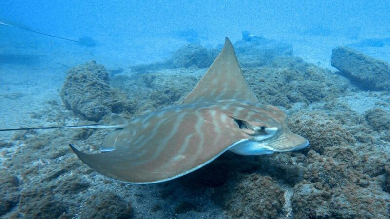 south-tenerife-guided-snorkeling