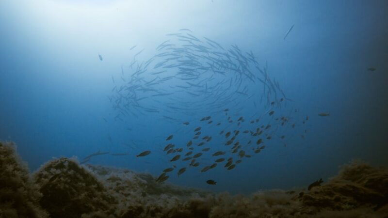 south-tenerife-guided-snorkeling