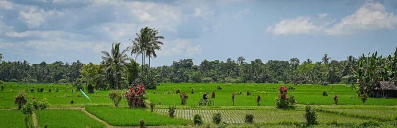 South Ubud: Electric Mountain Bike Tour - Heart of the Rice Fields - Half Day (Private) - Key Points
