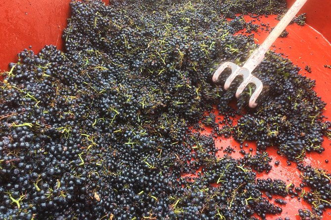 southern-burgundy-wine-tour-full-day-shared-tour-from-lyon-2