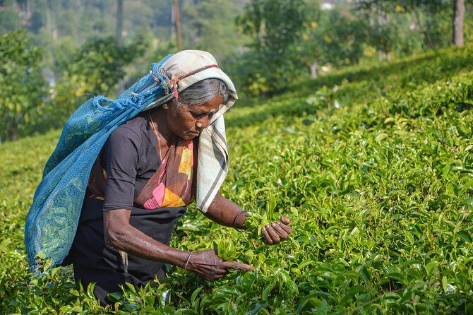 Southern Coast Highlights from Mirissa - Why You Should Consider This Tour