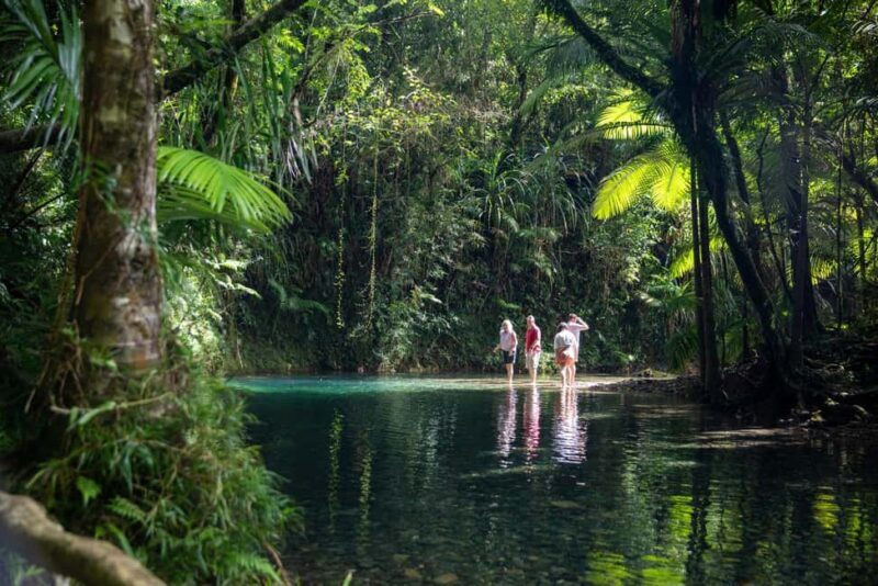 Southern Daintree Explorer Tour - Half Day - Exploring the Southern Daintree with a Half-Day Tour: A Genuine Look