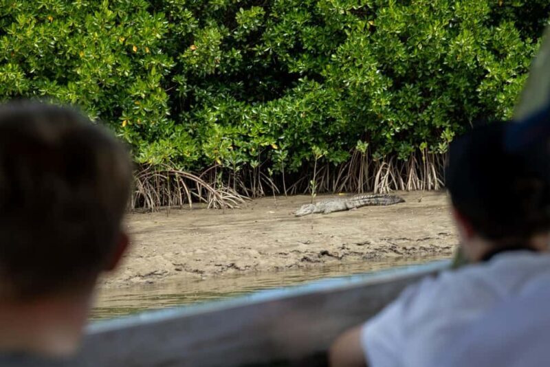 Southern Daintree Explorer Tour - Half Day - Key Points