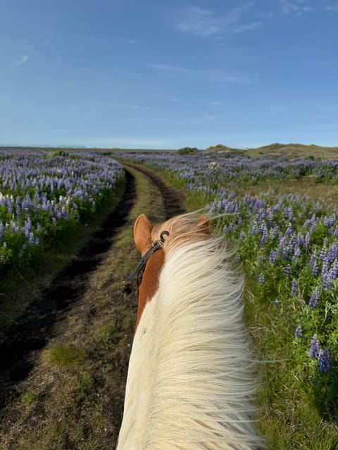 southern-iceland-black-beach-riding-tour