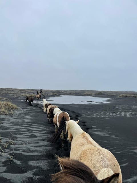 southern-iceland-black-beach-riding-tour
