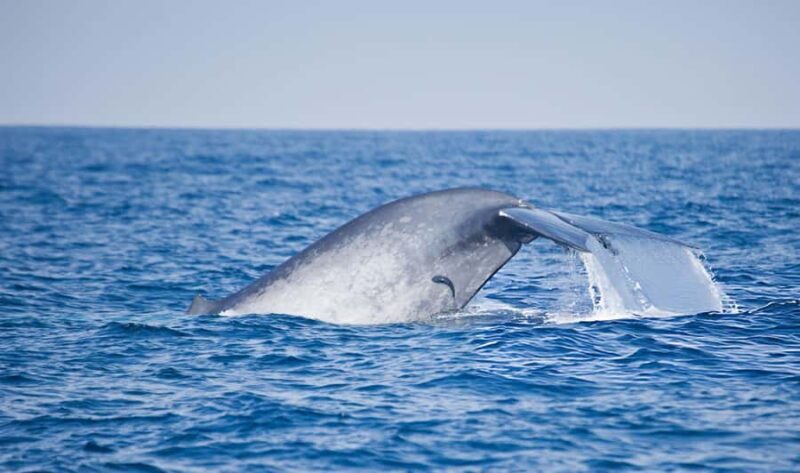 Southern Seas Discovery: Galle to Whale Watching Mirissa - A Detailed Dive into the Galle to Mirissa Whale Watching Tour