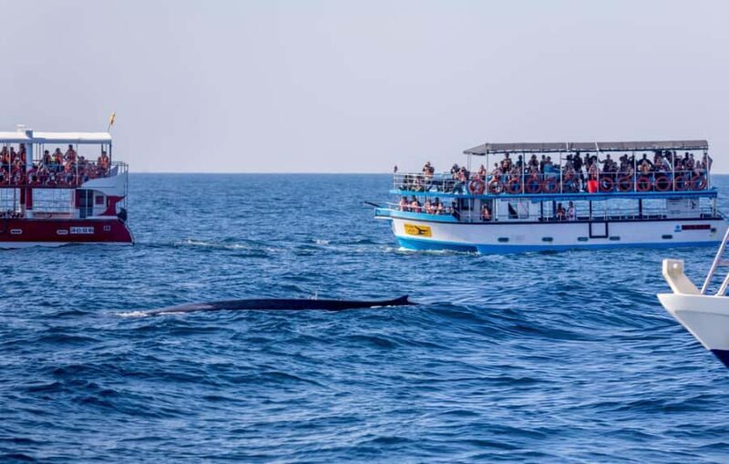 Southern Seas Discovery: Galle to Whale Watching Mirissa - FAQs
