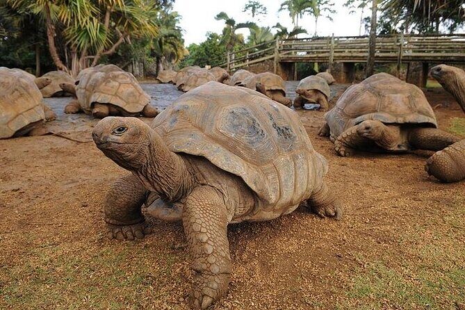 Southern Tales: Full-day incl Crocodile Park & 23 Colored Earth - The Itinerary in Detail