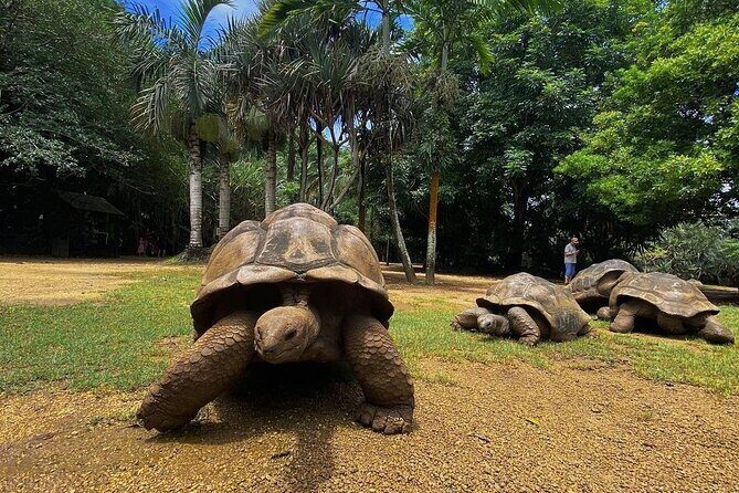 Southern Tales: Full-day incl Crocodile Park & 23 Colored Earth - What Reviewers Say